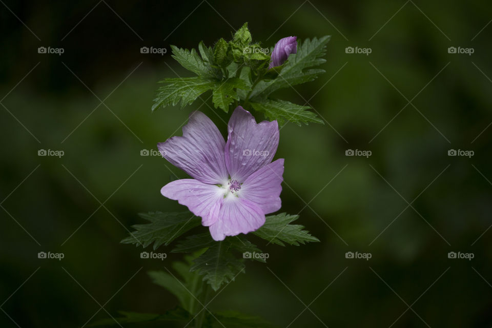Purple summer flowers .
Lila sommarblommor 