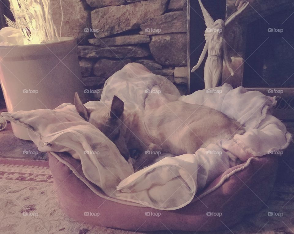 Dog sleeping in bed with puff, sound asleep.