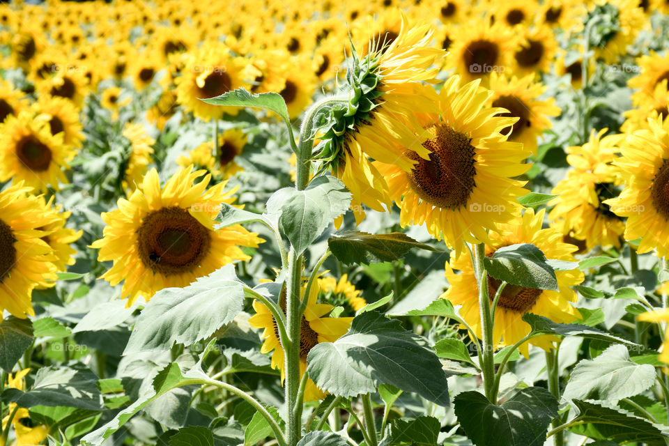 Sunflower, Flora, Nature, Summer, Flower