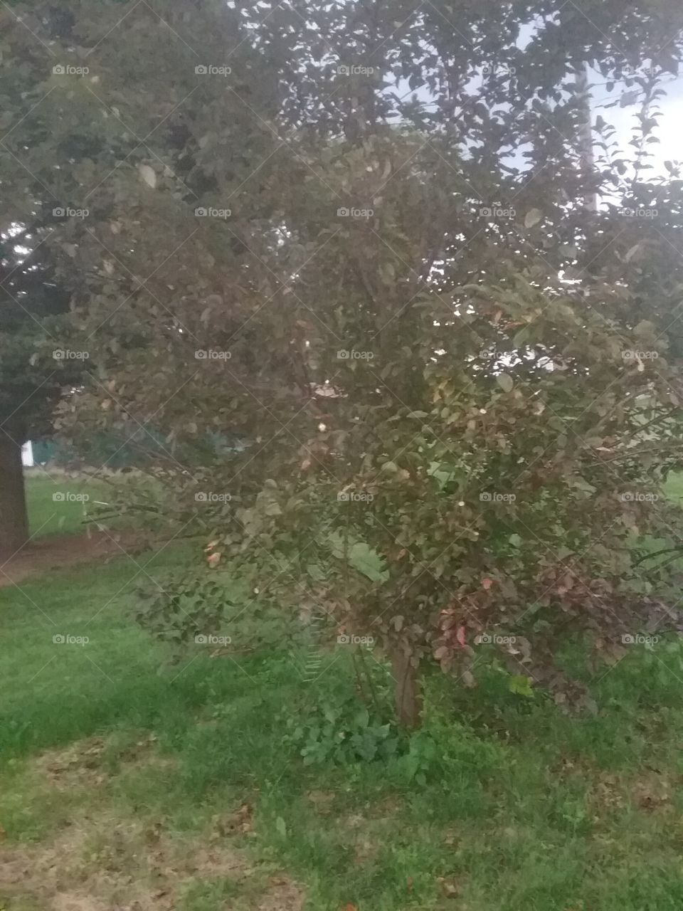 Back yard Cherry Tree