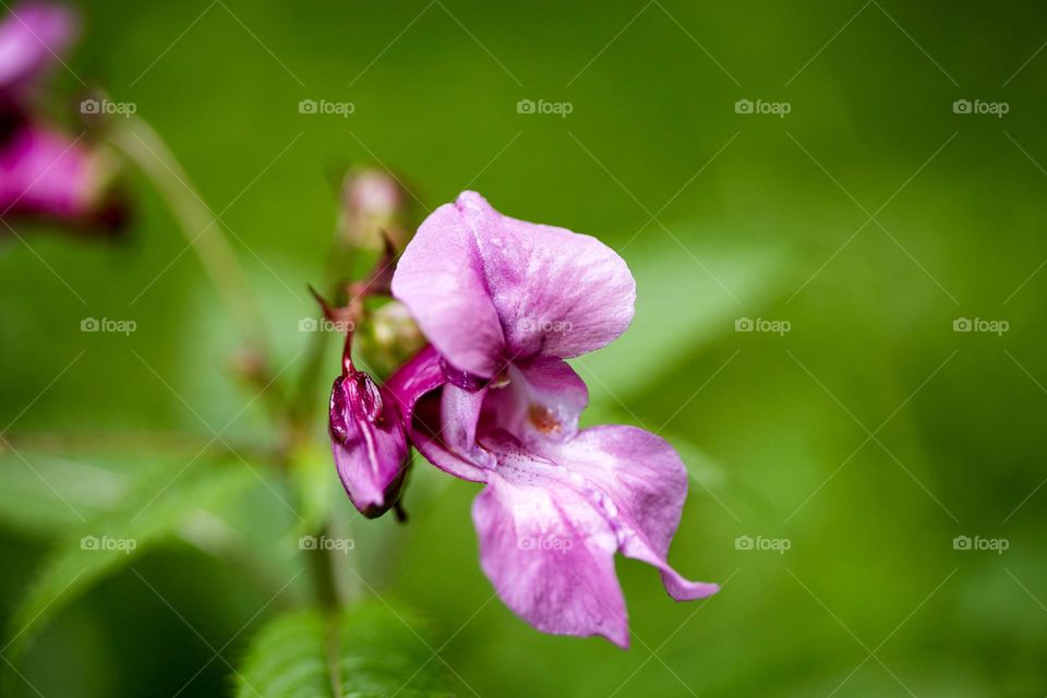 Violet flower blossoming close up background nature therapy impatience grandulifera royale summer feeling traveling exploring family balsaminaceae