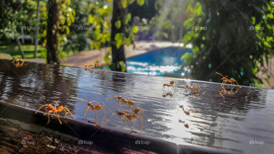 Close-up of ants on table