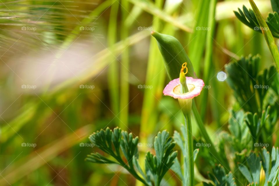 Flower Stem