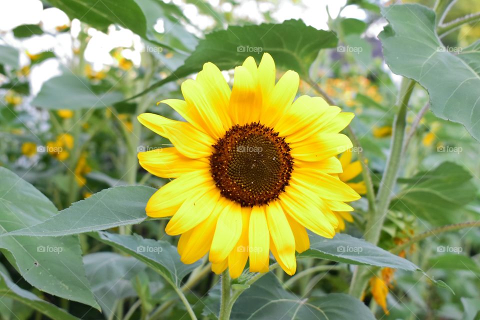 Happy sunflower 