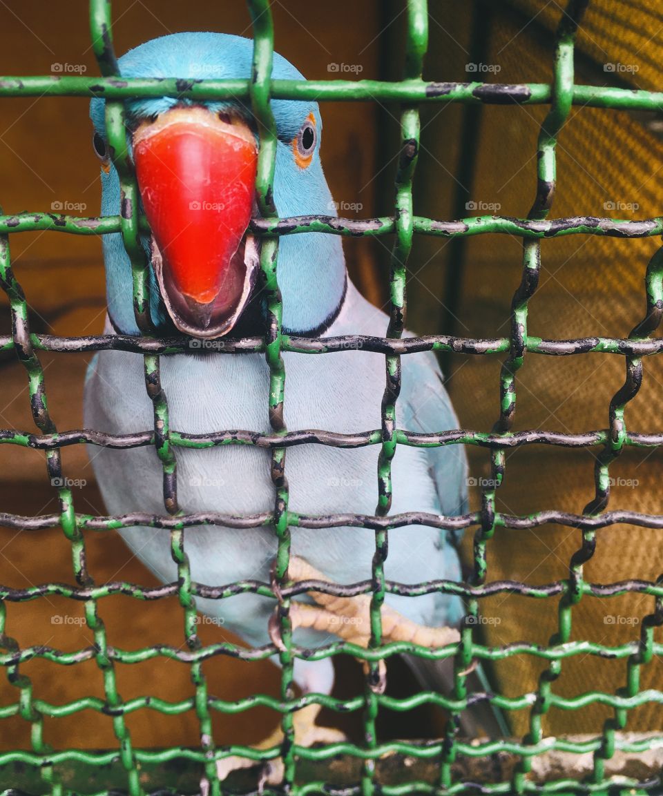 The look is that of a bird that cries out for freedom. Why leave an animal in the cage? / O olhar é de um pássaro que clama por liberdade. Por quê deixar um bicho na gaiola?