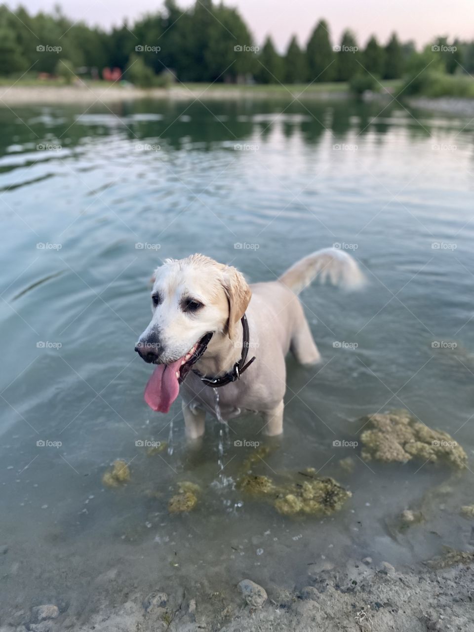 Happy Golden Retriever in Water at Sunset