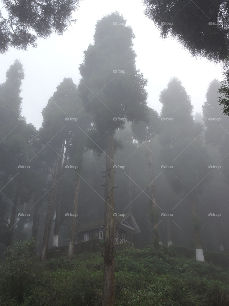 Foggy morning at Lava, Sikkim, India