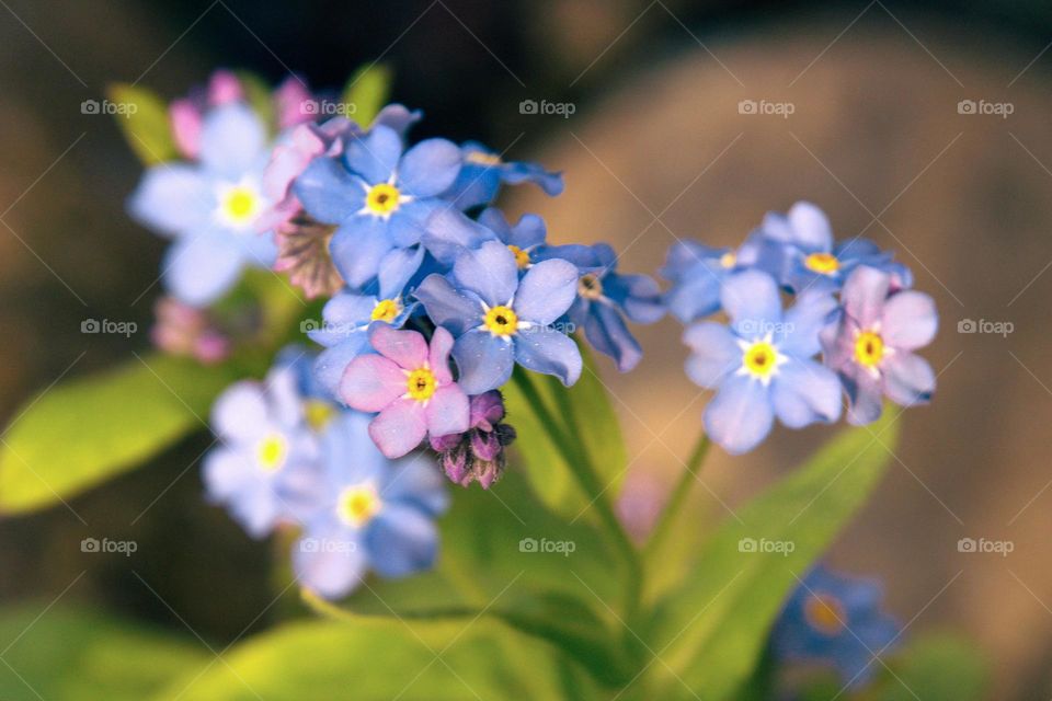 forget-me-not flowers