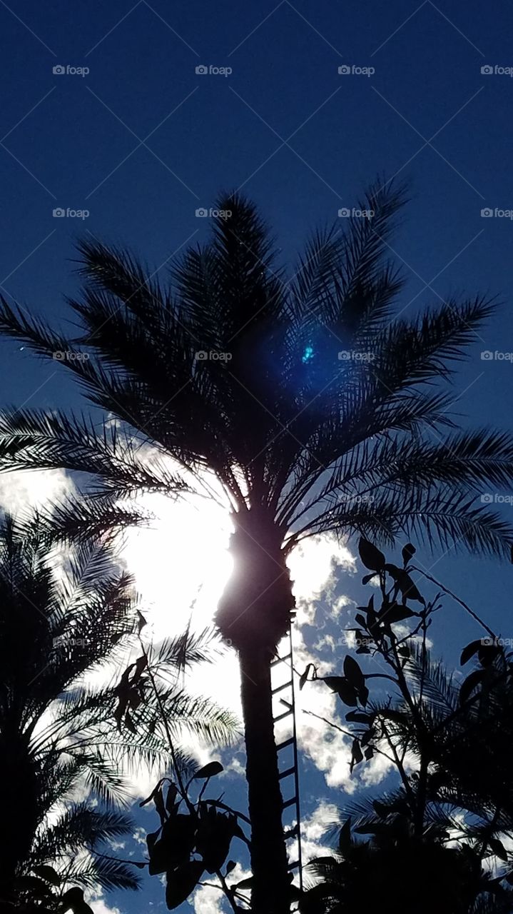 Palm and sun