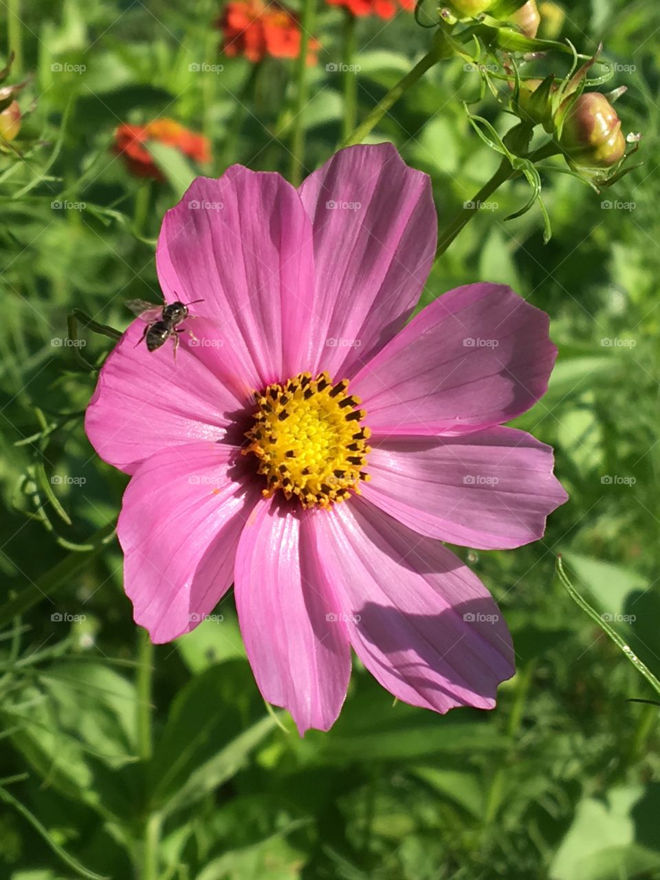 Close-up of a fly on flower