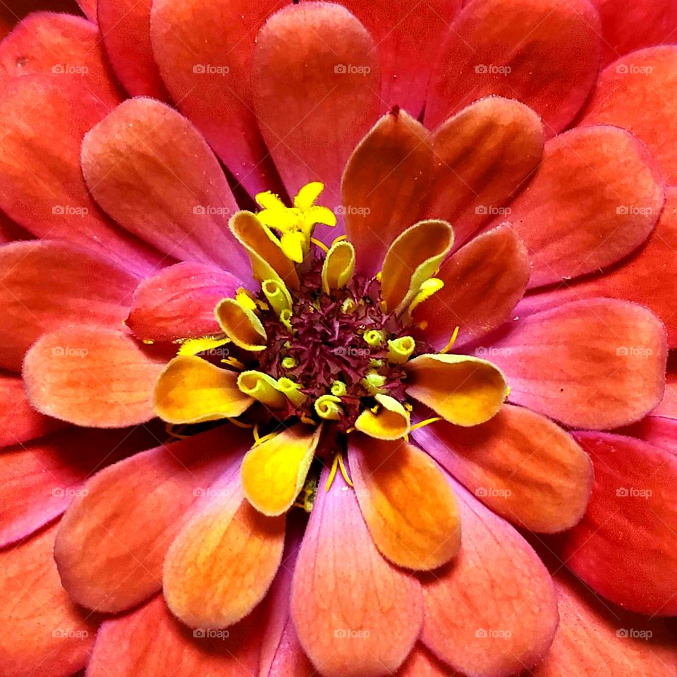 Flower, Flora, No Person, Petal, Nature