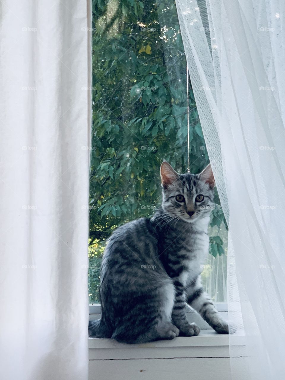 little kitten sitting in a window between the white curtains looking at the camera having the big green cherry tree in the background 