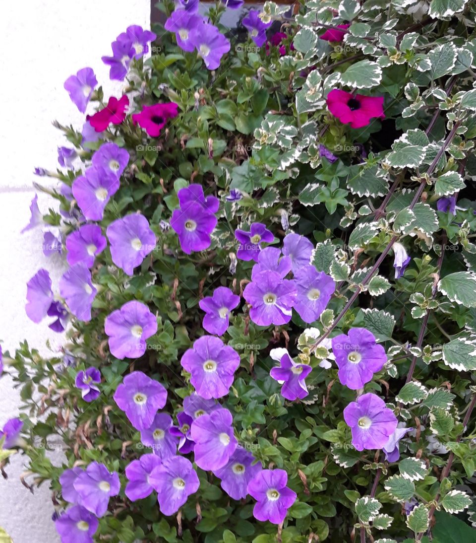 flowers in Deauville