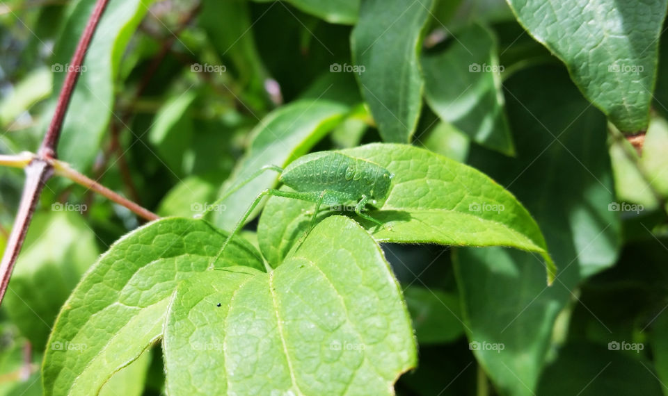 Male katydid on leaf