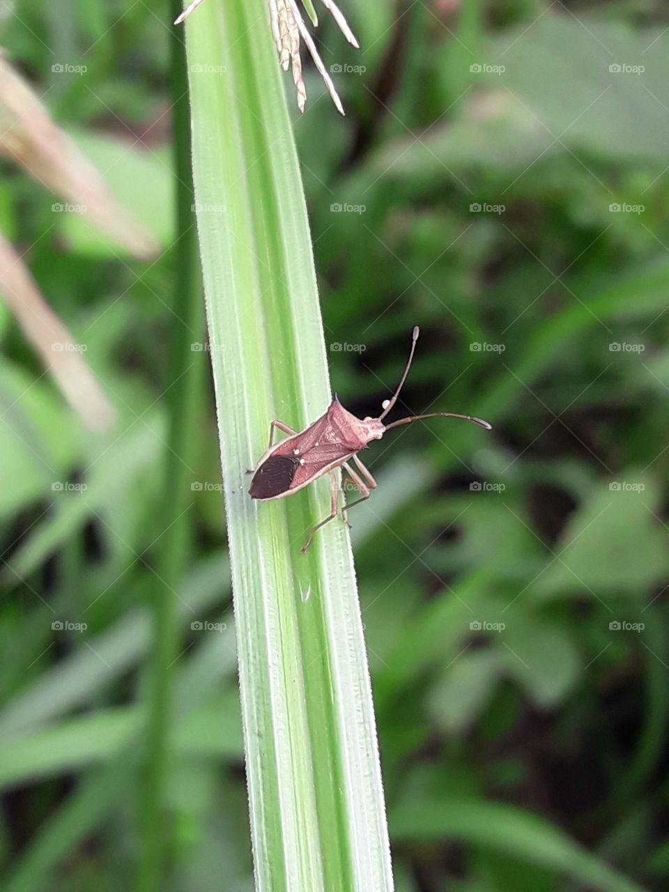 A Insect sitting on a grass leaf