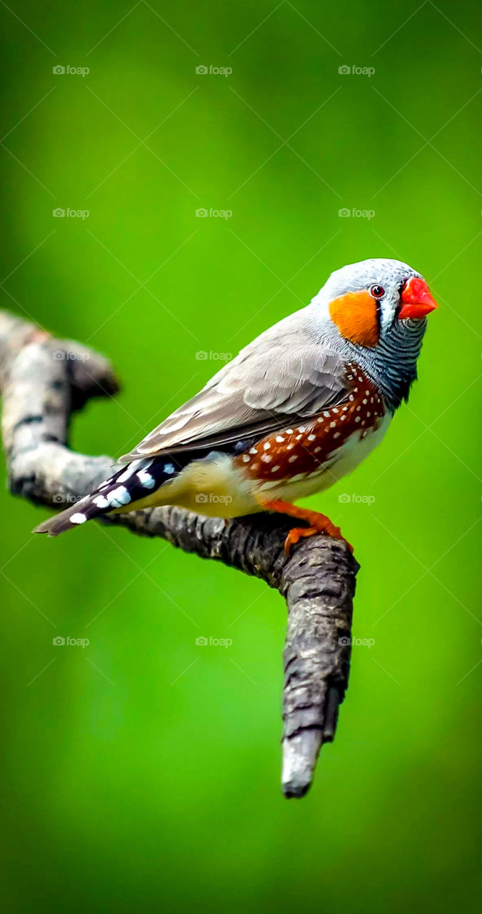 zebra finches