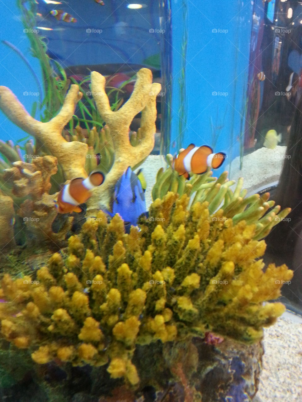 saw some recognizable fish at the Ripley's Aquarium. Is it Dory and Nemo?