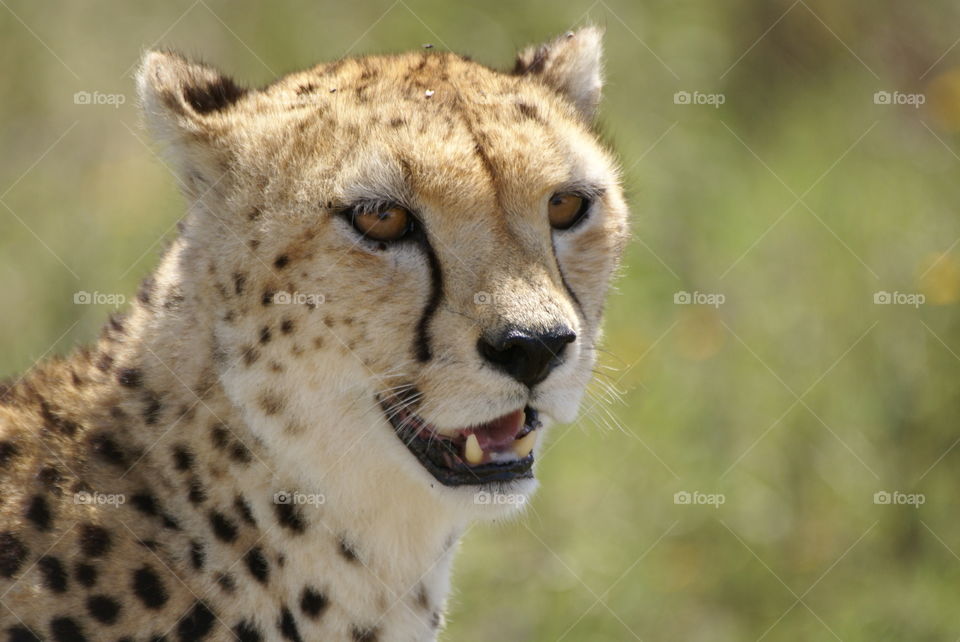 Close-up of a cheetah