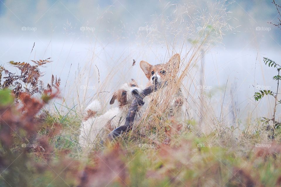 Friends . Two dogs playing on a foggy morning