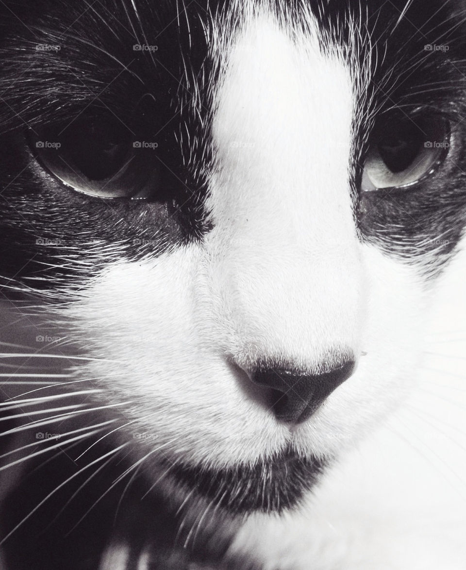 face white black cat by danielrichard