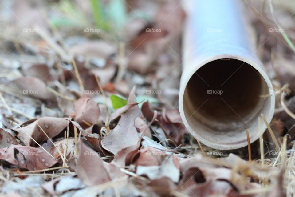 A brightly coloured pipe, amongst the dry dead leaves of the bushy floor.  Why is it here?