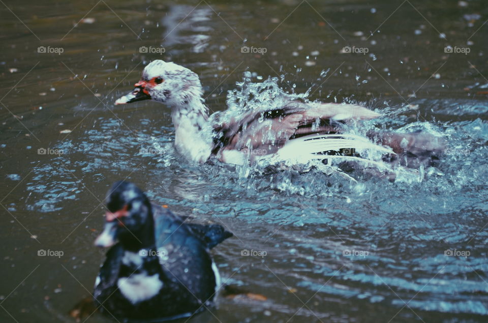 Ducks bathing