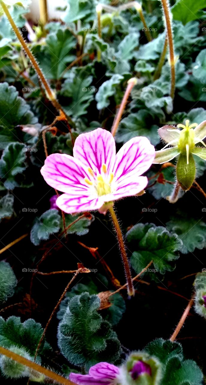 Erodium corsicum