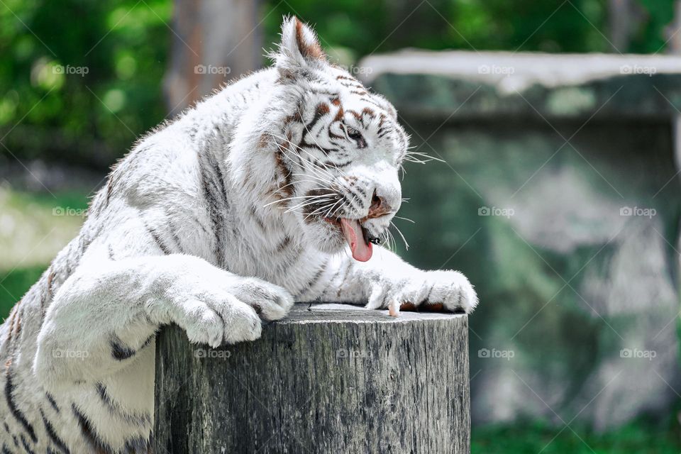 Animal Fur : A white tiger is enjoying his meal.