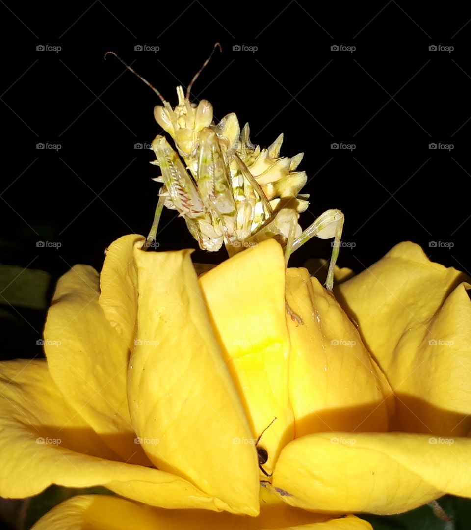 Flower Mantise