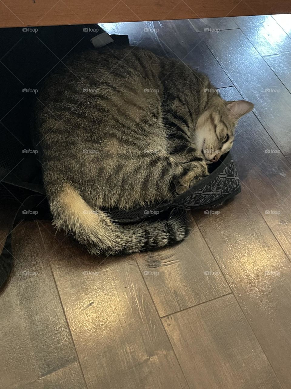 A friends cat, for my pet photo taken with my iPhone 12, he was trying to take a nap on a sweater, off the cold wood floor, cause his noisy human brother keep him busy