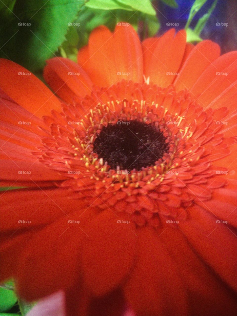 beautiful flower in my bouquet...