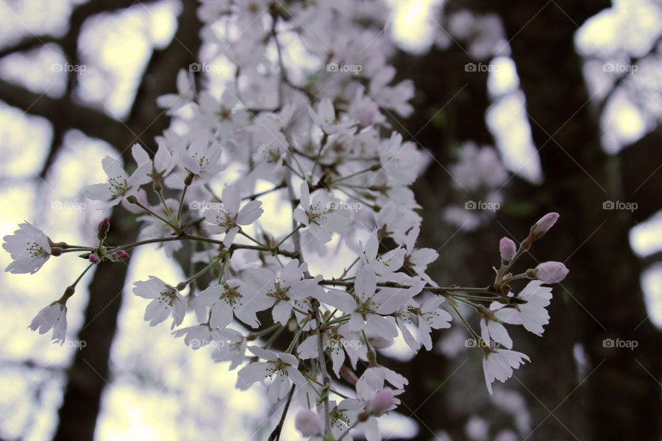 Close up shot of a White Weeping Cherry Tree. 