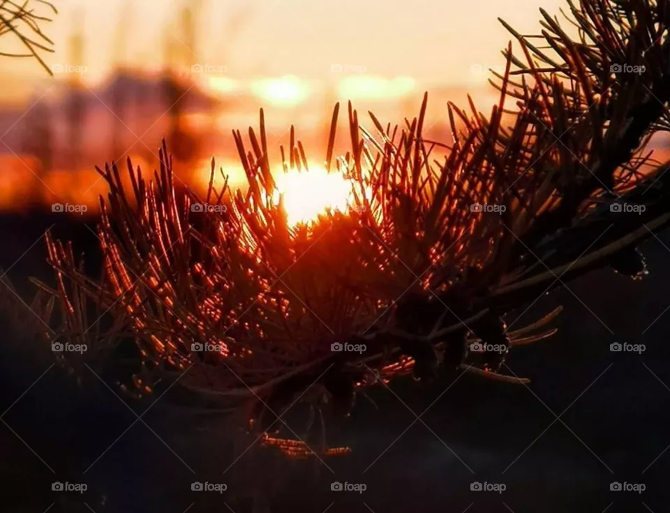 Восход , ранее утро