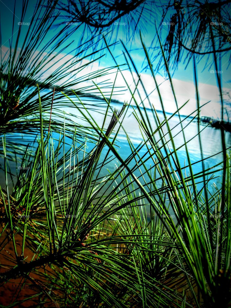 beautiful view through pine needles