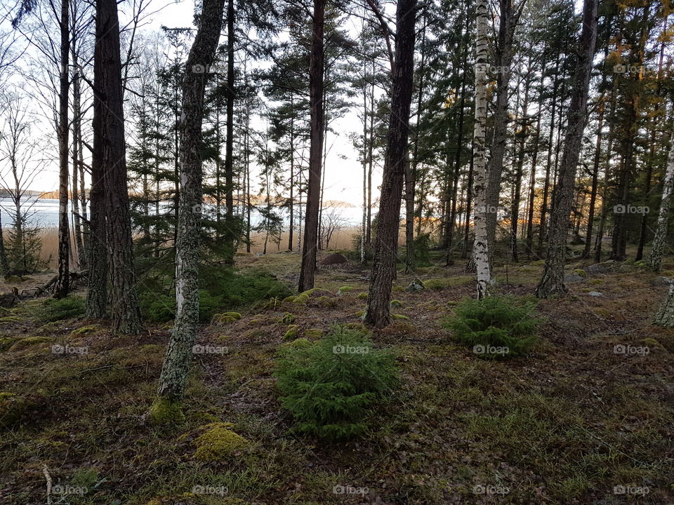 Landscape, Tree, Wood, Environment, Nature