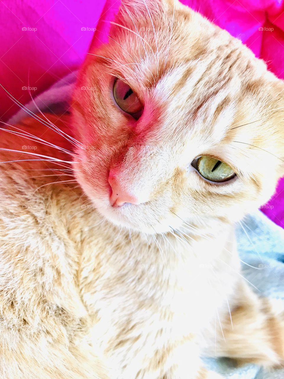 Darling orange tabby cat doing what he does best...looking absolutely adorable! 