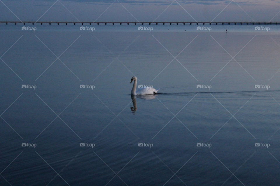 Swan swimming by Öland Bridge. A swan with the bridge to Öland in the background