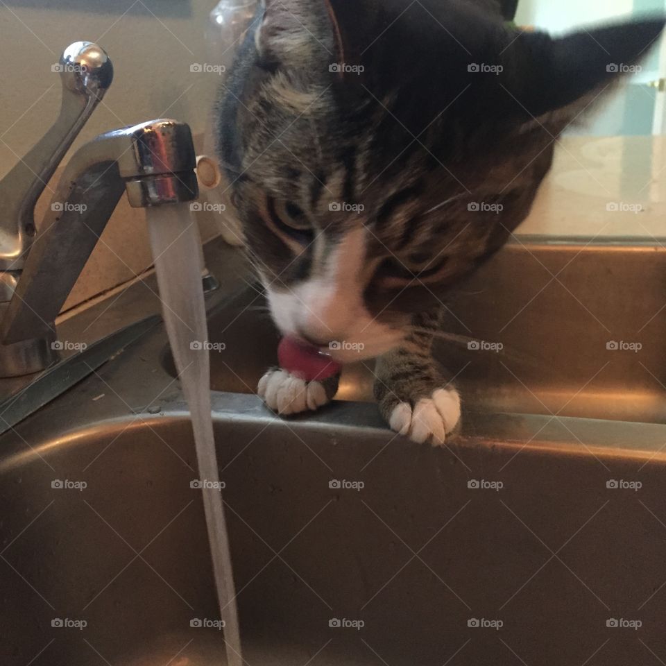 Silly Kitty. A cat enjoying a drink of water