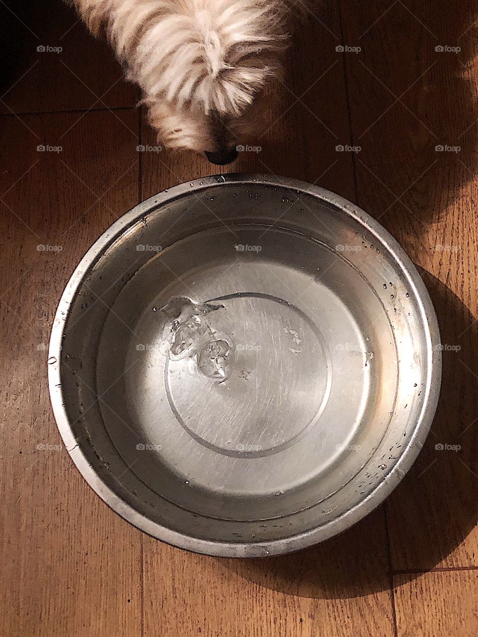 Dog Water 