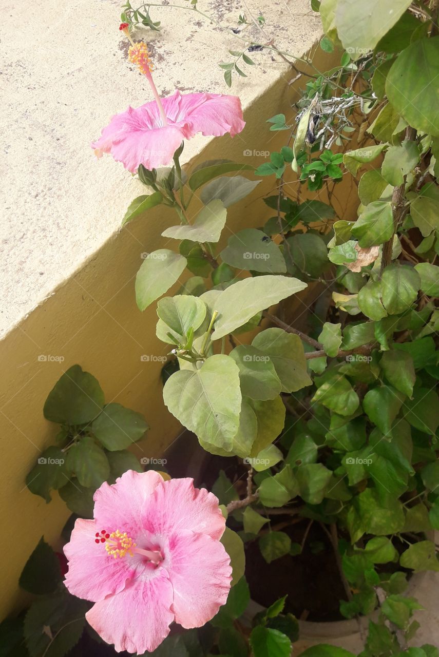 beautiful pink hibiscus flowers in our garden