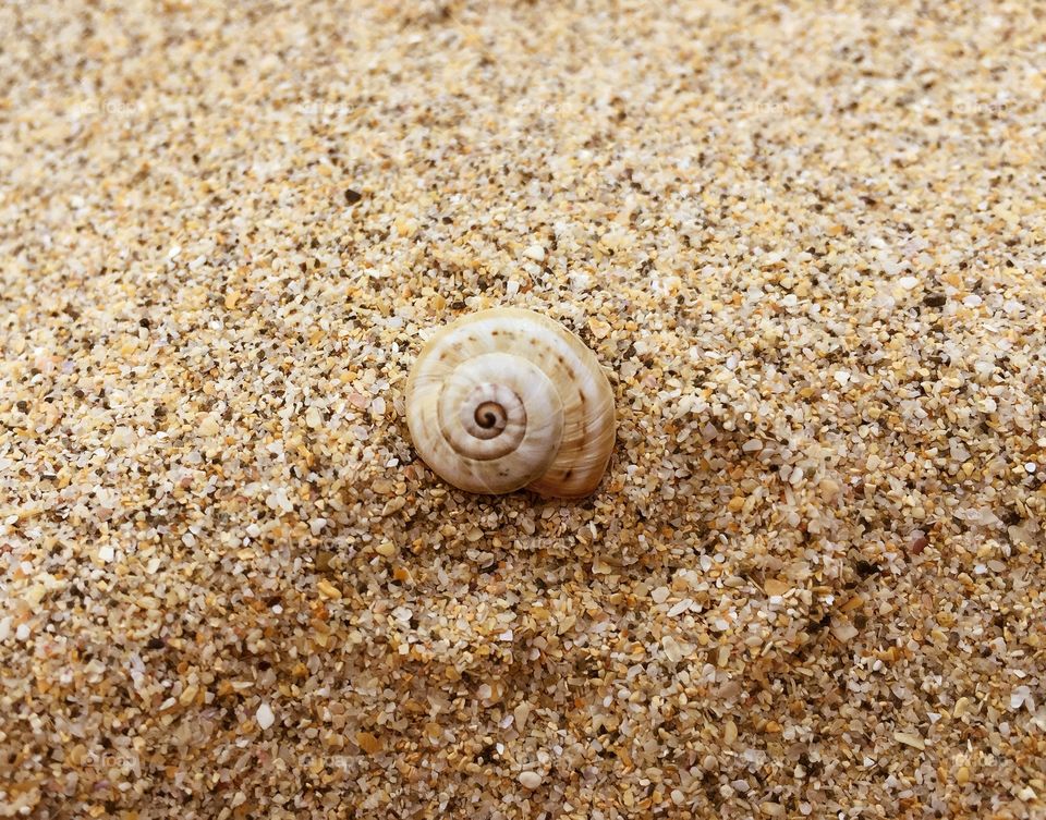 Shell In The Sand