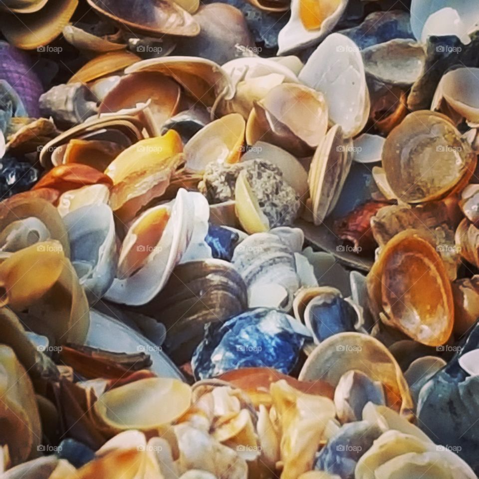 Florida clams on tide line