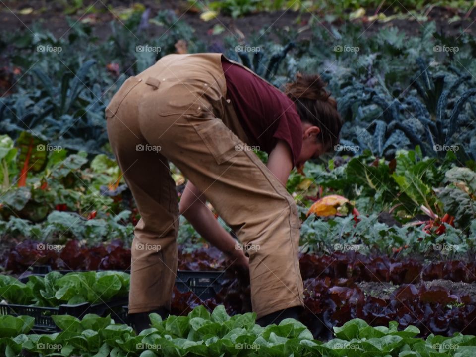 Woman Picking Vegetables In The Garden