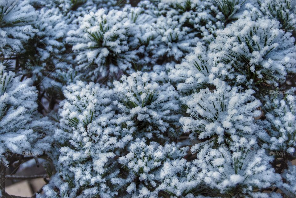 Snowy leaves