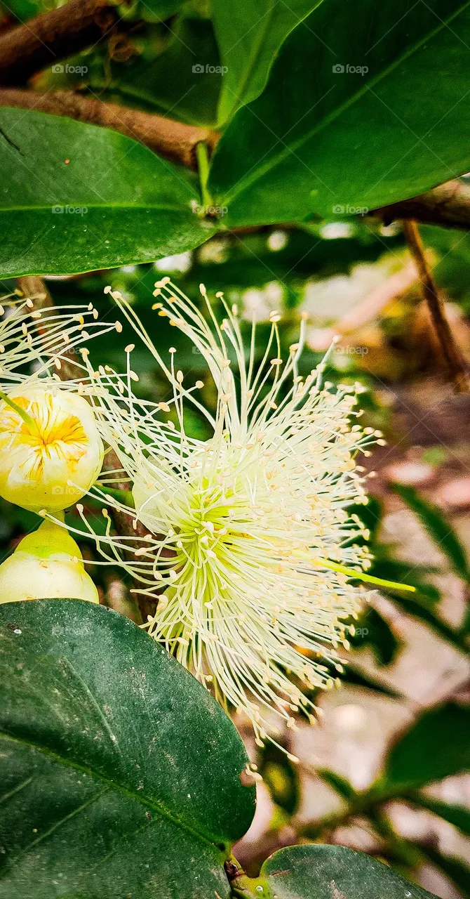 a most beautiful flower of tha world.it is a very beautiful flower.Flowers that beautify the human mind.