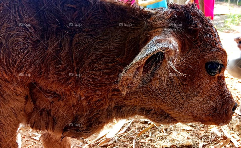 A new born calf