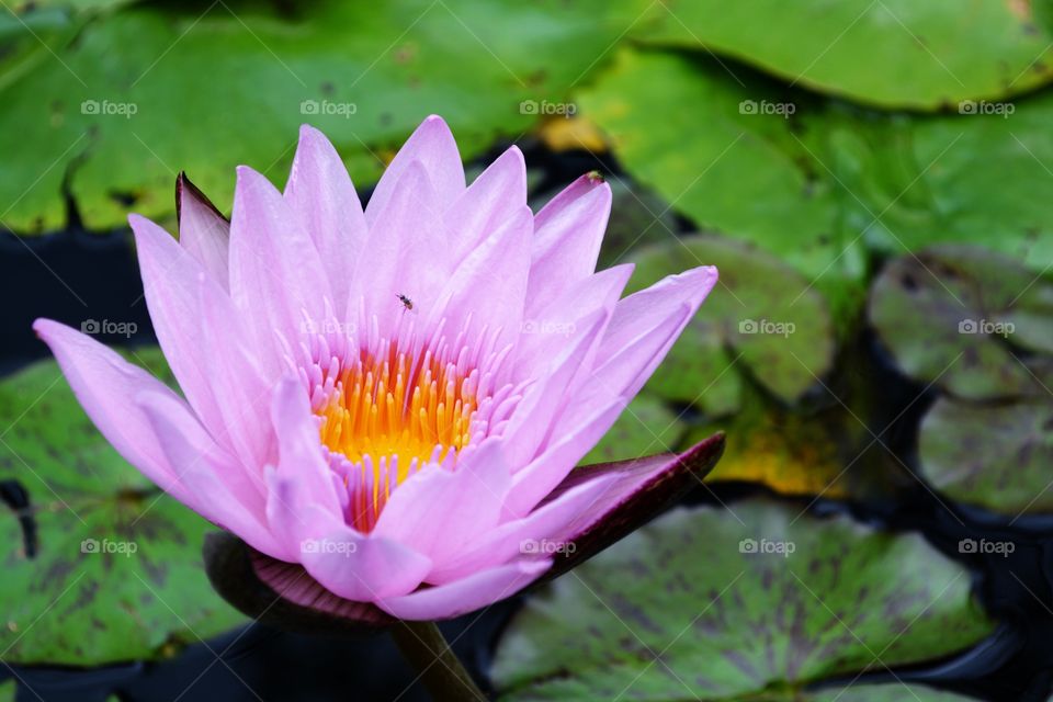Purple lily pad flower in a pond in the woods