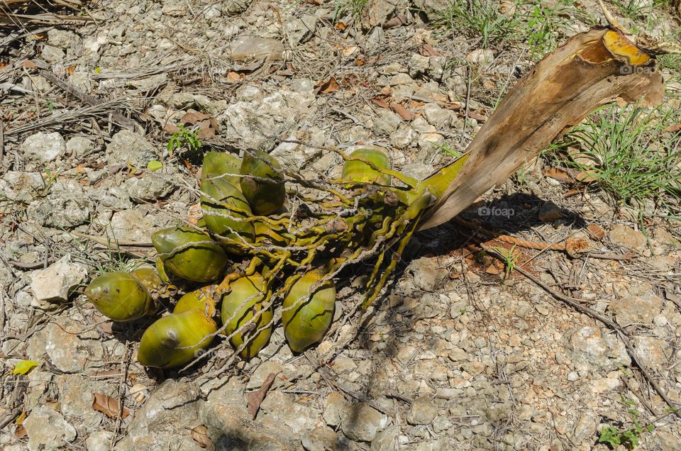 Coconut Bunch On Ground