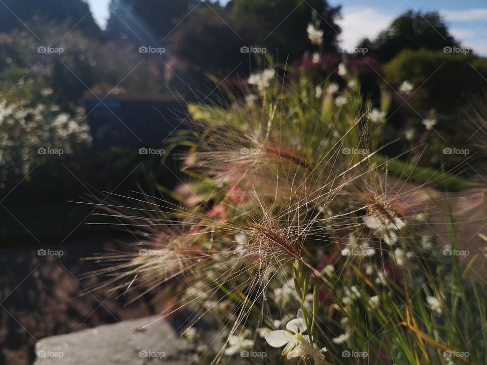 Light is energy for both peoples and green world