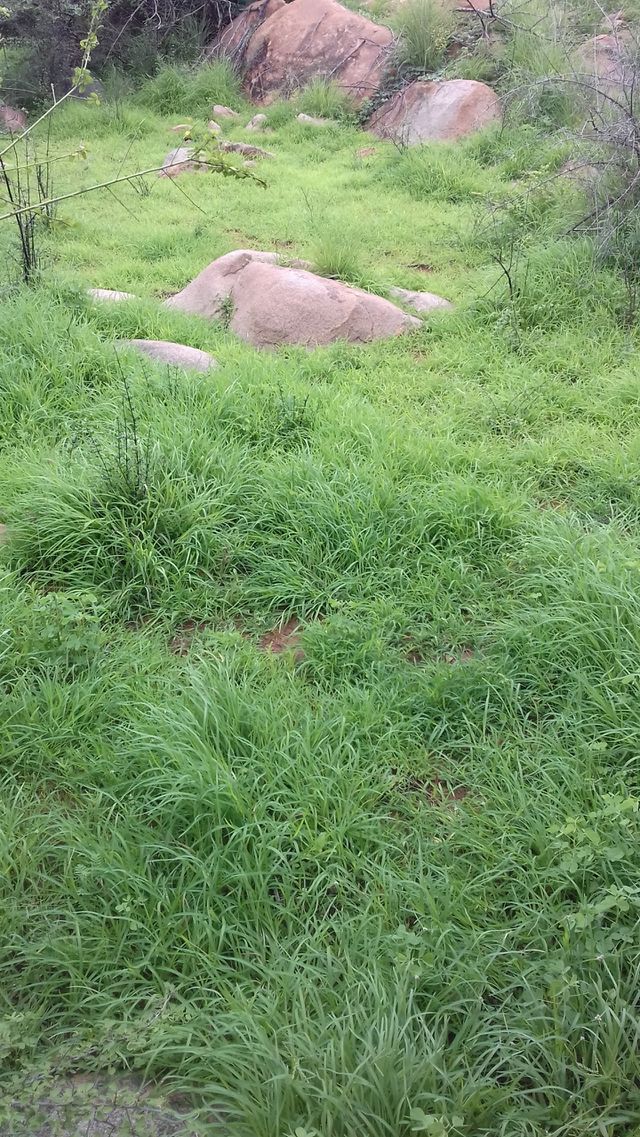 grass lands